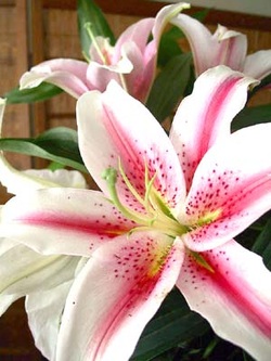 national lily flower france french fw2009 petals flowers bridal pink lilies bouquet say does javens website tiger lillies